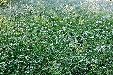 《命运2》最佳游戏体验增强：到达光等上限不再掉落蓝装